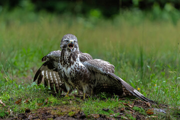 Common Buzzard (Buteo buteo) searching for food in the forest of Noord Brabant in the Netherlands. ...