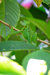 Green Basilisk (Basiliscus plumifrons) spotted outdoors