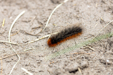 Garden Tiger Moth Caterpillar (Arctia caja) Spotted on Bull Island, Dublin