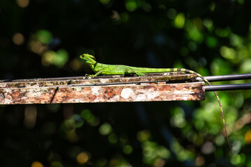 Green Basilisk (Basiliscus plumifrons) spotted outdoors