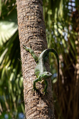 Green Iguana (Iguana iguana) spotted outdoors