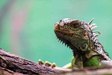 Green Iguana (Iguana iguana) spotted outdoors