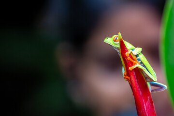 Red-Eyed Tree Frog (Agalychnis callidryas) spotted outdoors