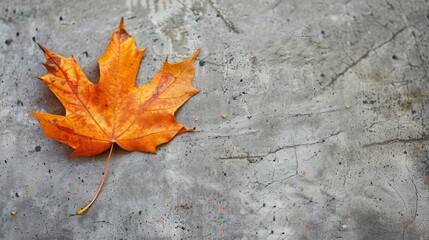 Autumn leaf on concrete