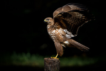 Common Buzzard (Buteo buteo) searching for food in the forest of Noord Brabant in the Netherlands.  Forest background