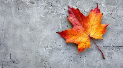 Autumn leaf on concrete