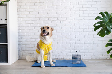 Dog with after surgery clothes sitting on blue cooling mat with water fountain at home, recovering...