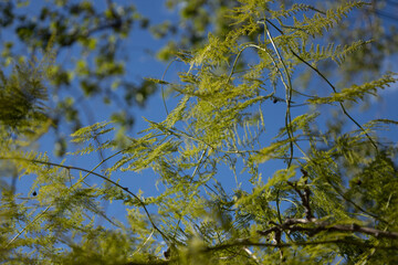 green plant detail with a blue sky of fonfo