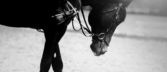 A black and white photo of a dark horse, with a bridle around its muzzle, and a rider sitting in the saddle. The image shows the horseback riding.