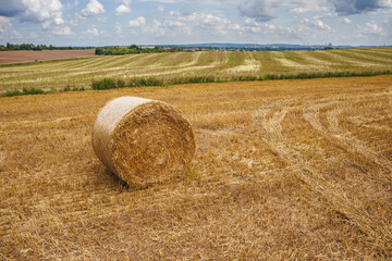 hay bales on harvested wheat field. cattle straw bedding