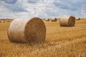 hay bales on harvested wheat field. cattle straw bedding