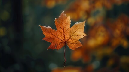 Fototapeta premium Single autumn leaf on smooth surface
