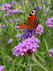 Butterfly on the flower on a sunny day in the summer
