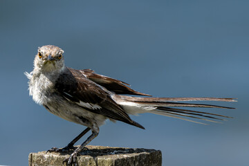Alert Mockingbird Perched on a Post
