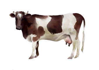 Watercolor spotted cow. Chocolate spots on a white animal.