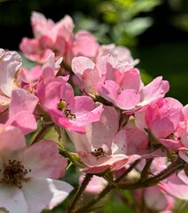 Pink blossom on a sunny day in the summer