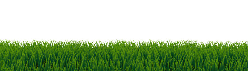 Fototapeta premium Green Grass Border White Background