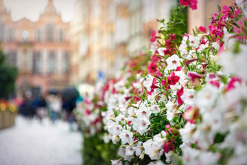 Beautiful street decorations with petunia flowers. Floral background