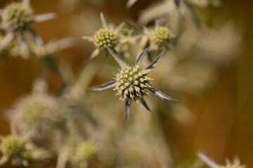 green grass, green spring spikelets close up, sustainable development concept