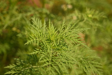green leaves of ragweed close-up as a background, green branches of ragweed photo from above	
