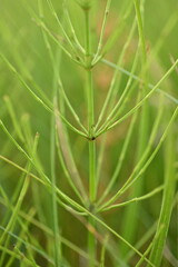 Green horsetail branch, close up photo of a medicinal plant 