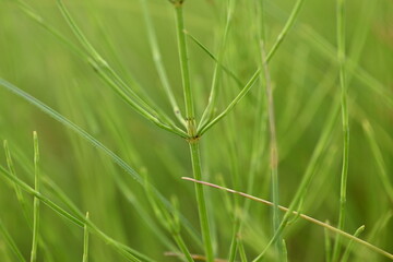 Green horsetail branch, close up photo of a medicinal plant 