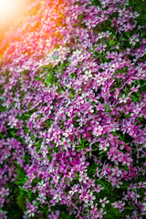 A Beautiful flowers in the park on nature background