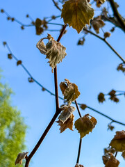 Frozen plane tree leaves after spring frost