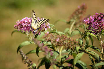 A butterfly feasts on an Indian lilac flower