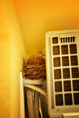 The cuckoo is lying in the nest she made in the air conditioner