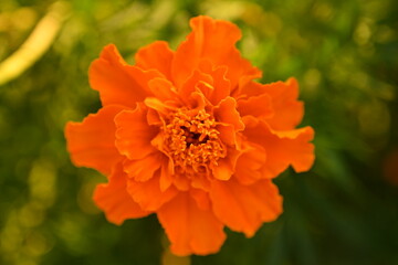 yellow-orange blackberry, marigolds close-up background, on a sunny day, blurred background, flower tagetes close-up on a green background on an autumn sunny day, orange marigold color, red flowers