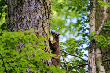 Obraz premium A Marten Skillfully Climbing a Tree in a Beautiful, Lush Green Forest Environment