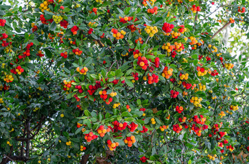 Strawberry tree (Arbutus unedo) in a park in Madrid, Spain