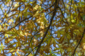 Colorful leaves on tree branches in a park