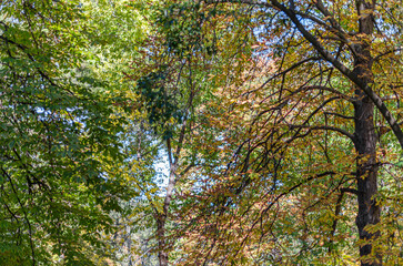 Colorful leaves on tree branches in a park