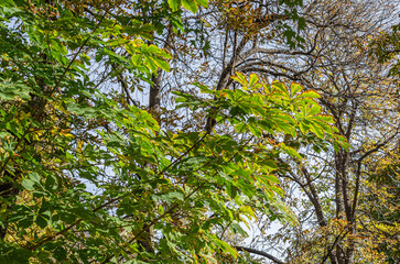 Colorful leaves on tree branches in a park