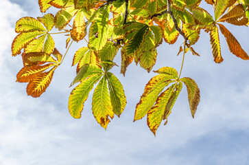 Colorful leaves on tree branches in a park