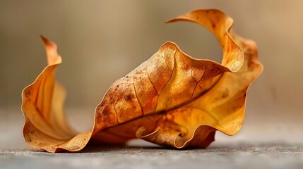 Curled dried leaf on clean background
