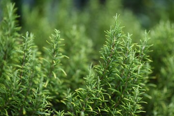 closeup on leaves of rosemary