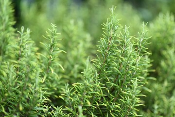 closeup on leaves of rosemary