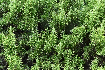 closeup on leaves of rosemary