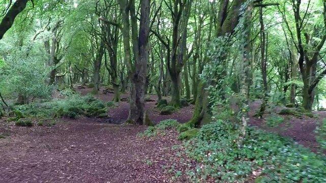 Moving through a forest at high speed, giving the impression of being disoriented and lost - seamless looping.