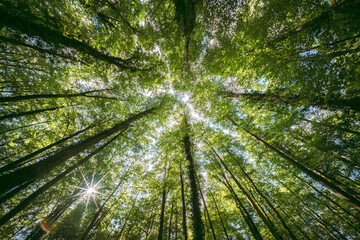 The Majestic Canopy of Lush Green Trees Creatively Showcases Natures Splendor and Beauty