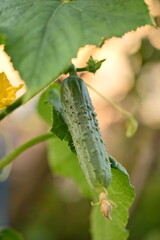 young cucumber on a branch on a net, young cucumbers grown at home 