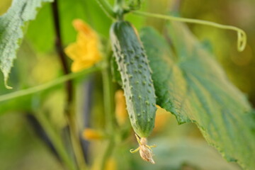 young cucumber on a branch on a net, young cucumbers grown at home 