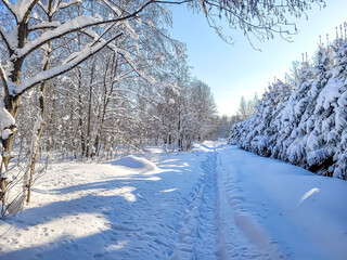 Camino nevado rodeado de árboles y abetos cubiertos de nieve bajo el sol de invierno.