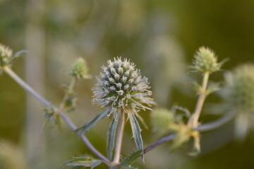 Abstract blue thorns on sunny background, summer abstract field background, Bluebells, or chertogon closeup as a background 