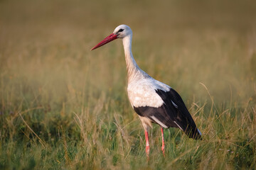 On a sunny summer evening, an adult white stork walks on the field perpendicular to the camera lens.