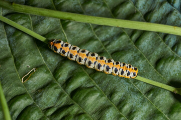 The butterfly caterpillar (lat. Cucullia lactucae) feeds on the buds of the thistle inflorescences.