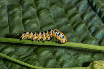 The butterfly caterpillar (lat. Cucullia lactucae) feeds on the buds of the thistle inflorescences.